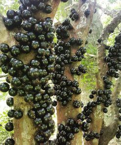 Bibit Buah Anggur Brazil Sabara Jawa Timur