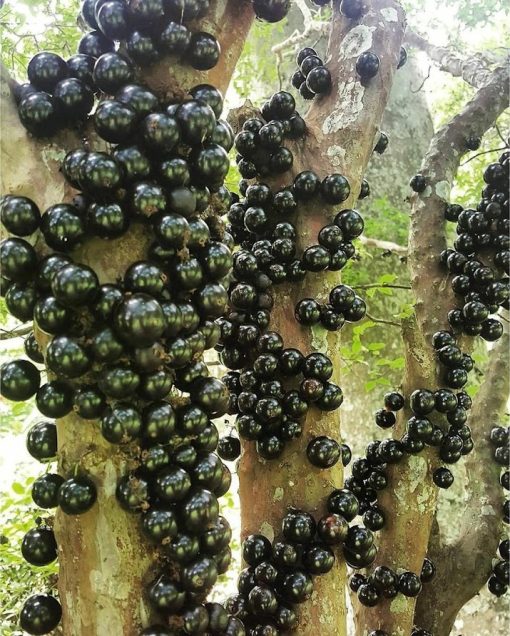 Bibit Buah Anggur Brazil Sabara Jawa Timur