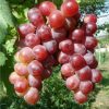 Bibit Tanaman Buah Anggur Red California Batu