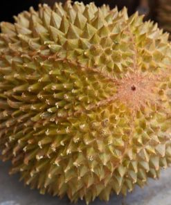 bibit durian musangking kaki 3 Jawa Tengah