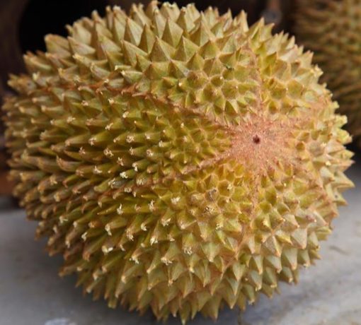 bibit durian musangking kaki 3 Jawa Tengah