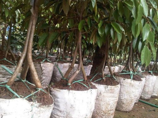 bibit tanaman bibit buah durian bawor super kaki 3 12rr Tarakan