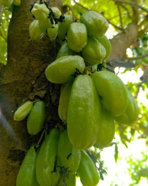 Bibit Tanaman Belimbing Wuluh Belimbing Sayur Bontang