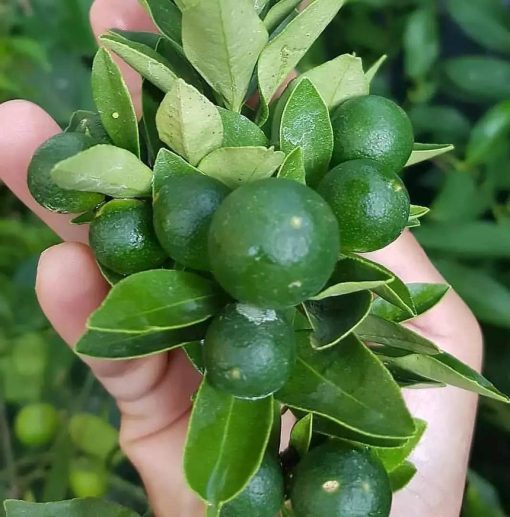 bibit tanaman pohon buah jeruk nipis limo limau keep nagami songkit sonkit purut santang madu Banjarmasin
