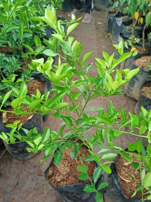 bibit tanaman pohon buah jeruk nipis limo limau keep nagami songkit sonkit purut santang madu Maluku