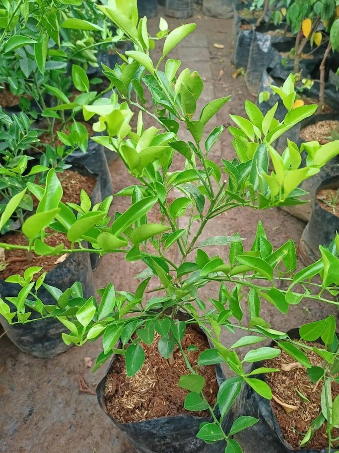 Gambar Produk bibit tanaman pohon buah jeruk nipis limo limau keep nagami songkit sonkit purut santang madu Jambi