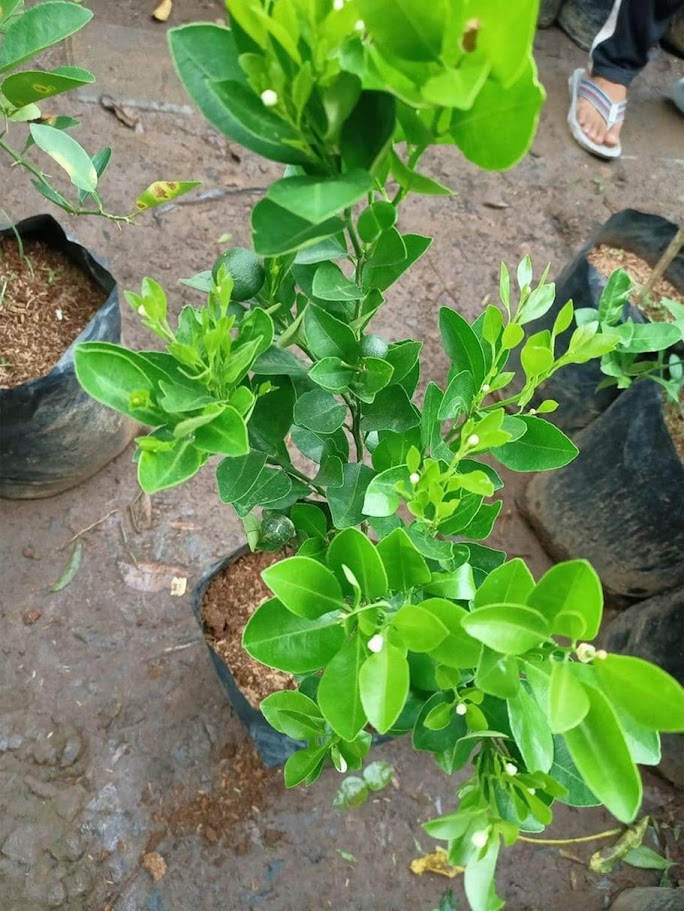Gambar Produk bibit tanaman pohon buah jeruk nipis limo limau keep nagami songkit sonkit purut santang madu Palopo