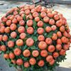 tanaman bibit buah jeruk santang madu Bangka Belitung