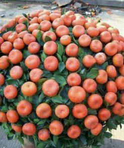 tanaman bibit buah jeruk santang madu Bangka Belitung