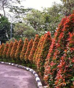 bibit tanaman hias bunga pucuk merah Sukabumi