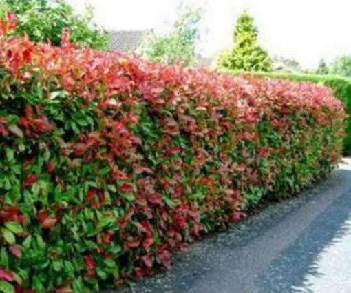 bibit tanaman hias bunga pucuk merah Nusa Tenggara Timur