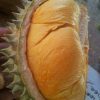 bibit durian ochee duri hitam hasil okulasi Jawa Barat