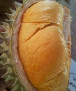 bibit durian ochee duri hitam hasil okulasi Jawa Barat