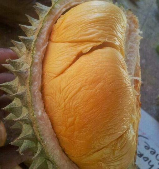 bibit durian ochee duri hitam hasil okulasi Jawa Barat