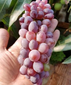 Bibit Anggur Import Jupiter Seedles Berkwalitas Ternate