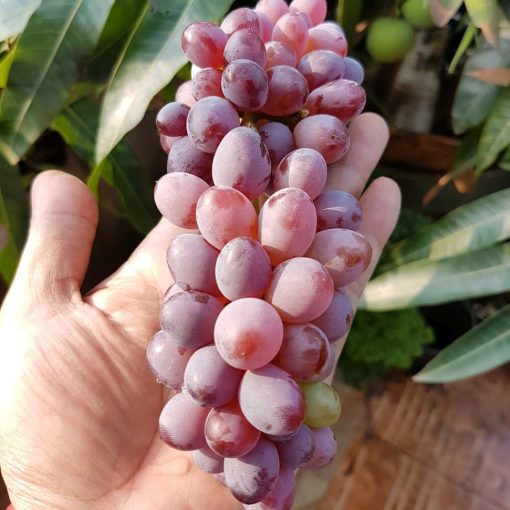Bibit Anggur Import Jupiter Seedles Berkwalitas Ternate