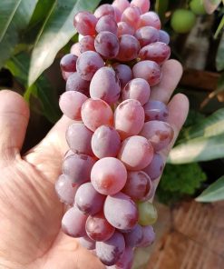 Bibit Anggur Import Jupiter Seedles Berkwalitas Bau-Bau