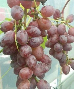 Bibit Anggur Import Jupiter Seedles Berkwalitas Sumatra Barat