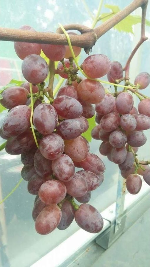 Bibit Anggur Import Jupiter Seedles Berkwalitas Sumatra Barat