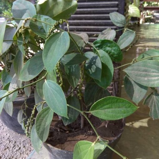 Termurah bibit tanaman lada perdu kualitas unggul Sumatra Utara