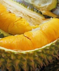 Murah bibit tanaman buah durian monthong Thailand super Jawa Timur