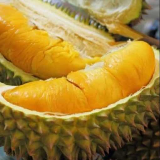 Murah bibit tanaman buah durian monthong Thailand super Jawa Timur