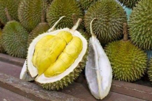 bibit durian montong unggul luar jawa wajib order surat karantina saat checkout Sumatra Selatan