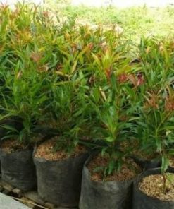 bibit tanaman hias pucuk merah Sulawesi Tenggara