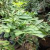 xena pohon lengkeng aroma durian tinggi 1 5 meter siap buah Batam