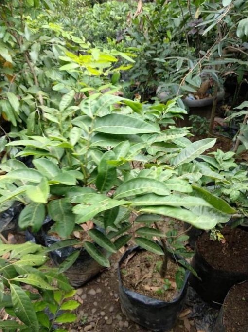 xena pohon lengkeng aroma durian tinggi 1 5 meter siap buah Batam