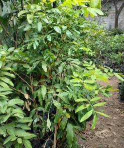 xena pohon lengkeng aroma durian tinggi 1 5 meter siap buah Bengkulu