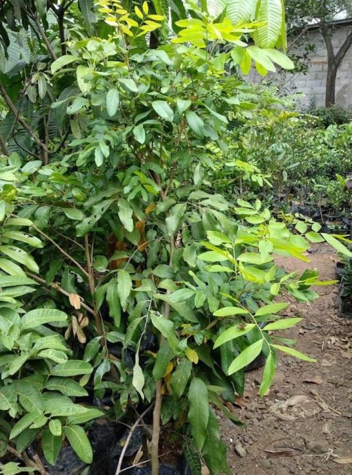 xena pohon lengkeng aroma durian tinggi 1 5 meter siap buah Bengkulu
