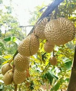 bibit durian musangking unggul luar jawa wajib order surat karantina saat checkout Bima
