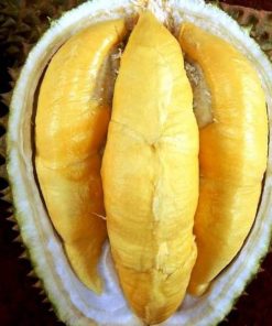 bibit durian musangking unggul luar jawa wajib order surat karantina saat checkout Batu