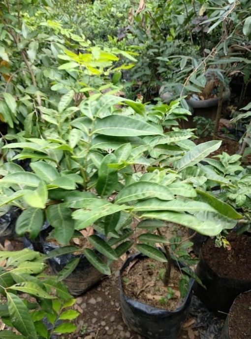 ford pohon lengkeng aroma durian tinggi 1 5 meter siap buah Binjai