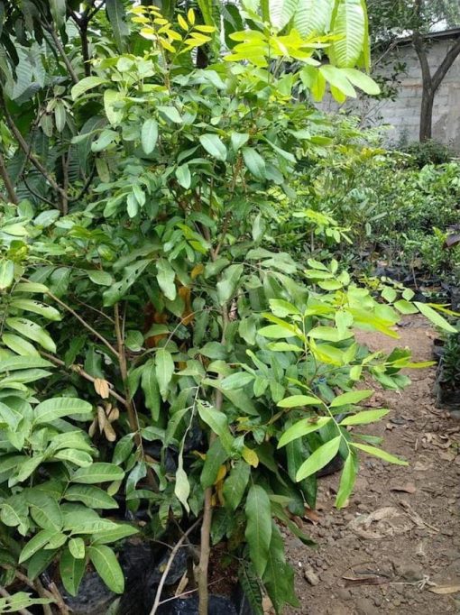 pah1ng pohon lengkeng aroma durian tinggi 1 5 meter siap buah promo Binjai