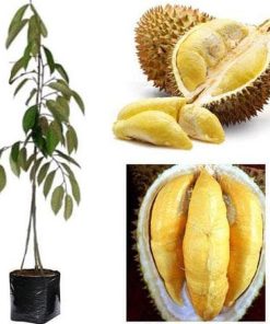re5tock bibit pohon durian bawor 3 kaki tinggi 1 meter up kondisi siap tanam extrim Banten