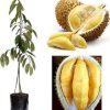 bibit pohon durian bawor 3 kaki tinggi 1 meter up kondisi siap tanam l3gi Maluku Utara