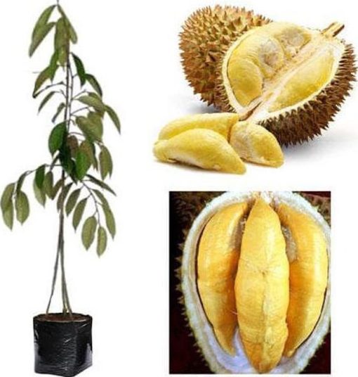 bibit pohon durian bawor 3 kaki tinggi 1 meter up kondisi siap tanam l3gi Maluku Utara