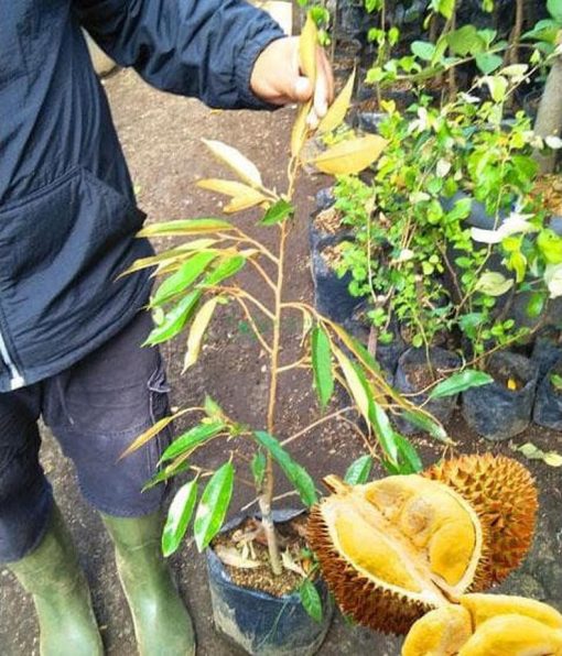 bibit pohon durian bawor 3 kaki tinggi 1 meter up kondisi siap tanam l3gi Pagaralam