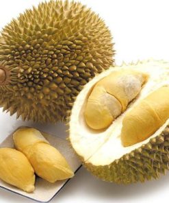 bibit durian musang king dari stek unggul dan murah duren musangking murah Banjarbaru