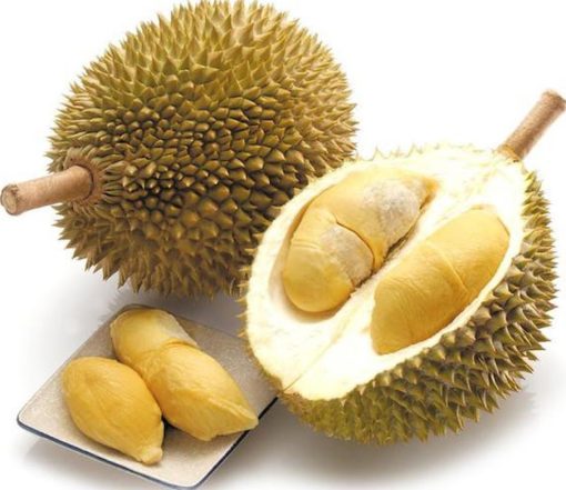 bibit durian musang king dari stek unggul dan murah duren musangking murah Banjarbaru