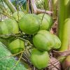 Bibit Kelapa Genjah Entok Sulawesi Utara