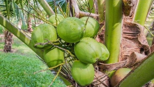 Bibit Kelapa Genjah Entok Banten