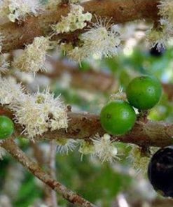 Tanaman Anggur Sabhara Bibit Anggur Pohon JABOTICABA Anggur Brazil Anggur Pohon Lubuklinggau