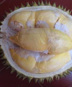 Bibit Tanaman Buah Durian Bawor Jawa Timur