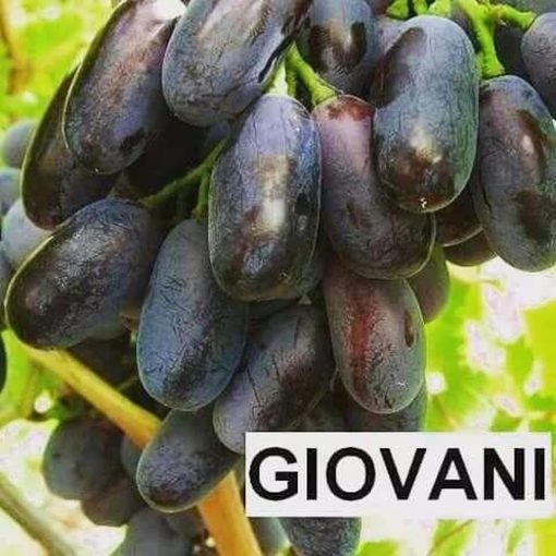 bibit anggur Giovanni Nusa Tenggara Timur