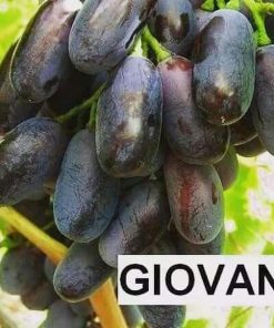 bibit anggur Giovanni Daerah Istimewa Yogyakarta