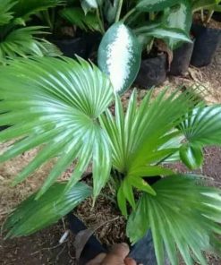 tanaman palm pohon palem untuk indoor Palu