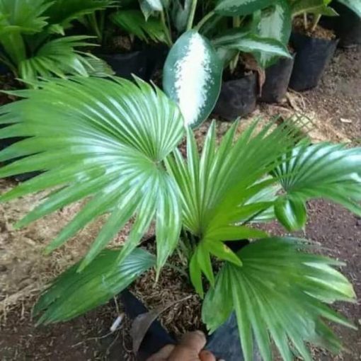 tanaman palm pohon palem untuk indoor Palu